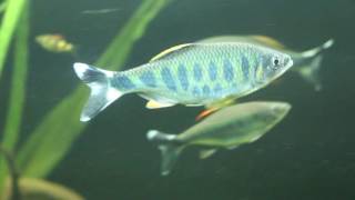 Barilius ardens (Watch in HD)