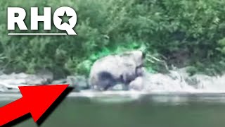 Bear Kills Moose During Wedding (WATCH)