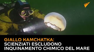 Giallo Kamchatka: scienziati escludono inquinamento chimico del mare