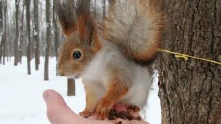 Про Дикого бельчонка / About the Wild squirrel