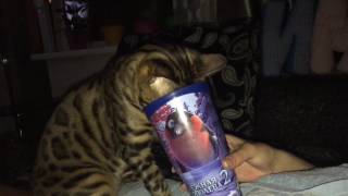 Кот с похмелья