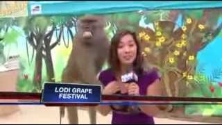 Monkey Grabs Female Breasts And Smiles