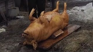 #1 pork cutting. How to kill pig at home. pork billets Заготовка свинины. Полная разделка.