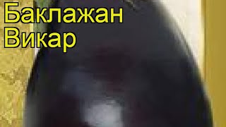 Баклажан Викар (Баклажан Vikar). Краткий обзор, описание характеристик, где купить семена Vikar