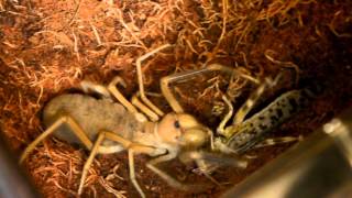 Camel spider feeding - Adult locust!
