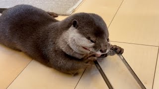 カワウソさくら 親の仇のようにスマホケースを破壊しにかかるカワウソ otter trying to destroy a smartphone case