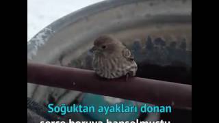 ?Serçe kuşu ayak lari balkon demir lerine Donmuş