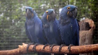 Grandes Aviarios