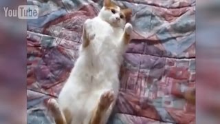 Дрессировка кота на замирание