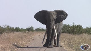 Watch Spectacular Large Tusker Elephant In Action