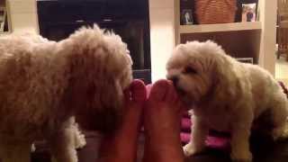 Dogs Lick Feet