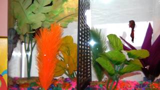 Divided betta tank, epic fail!