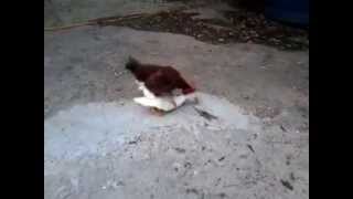 O GALO PEGANDO A PATA  INCRIVEL GENTE!!!! QUELUZ-SP