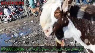 (29).23.2.2019.03368056786.03327251817 bakra mandi dera Ghazi khan raet wale vedeo .keya bat hai
