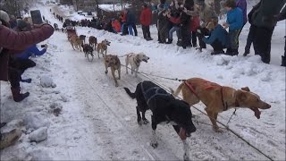 #904 США Аляска Гонки собачьих упряжек День третий