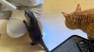猫とカワウソで伝言ゲームしてみた！ I played Telephone game with a cat and an otter!
