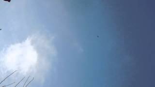 Бакинские бойные голуби Кулиша Сергея 11.04.2012(2)