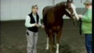 Horse Conformation: Structure, as seen on eXtension