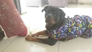 Obedient Rottweiler