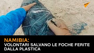 Namibia: volontari salvano le foche ferite dalla plastica
