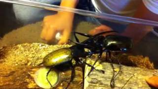 ヘラクレスオオカブトVSコーカサスオオカブト