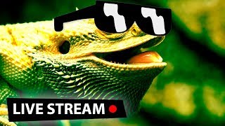 Пятничная рептилоидная ебанистика + САКРАМАР & DOLGOV