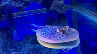 Blue spotted stingray and Epaulette shark