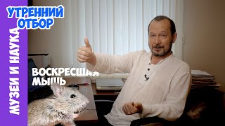 Воскресшая мышь. Игорь Фадеев.