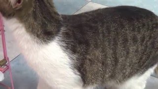 Кот 1 год  Съел перчатку  Приговорен к смерти