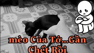 Tin Cực Buồn - Sự ra đi của mèo con... Yên Nghỉ em nhé | NamGKM