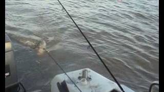 cod fishing  the humber