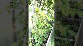 Супер сидераты в томатах осенью! #shorts