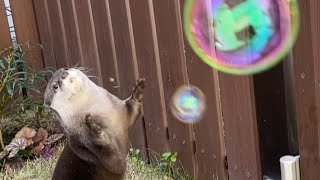 カワウソさくら シャボン玉飛ばしたらテクニカルに追いかけ始めた 笑 Played with otter and soap bubbles