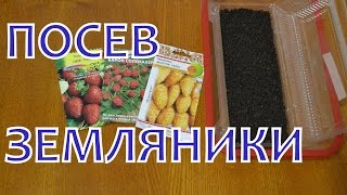 Выращивание ЗЕМЛЯНИКИ (КЛУБНИКИ) из семян. ПОСЕВ на рассаду