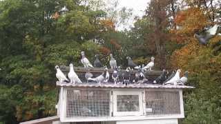 Dewlap pigeons Pennsylvania
