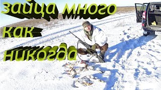 ШОК!!! Зайца много как никогда