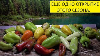 АГРОЩИТ ОПРАВДАЛ СВОЕ НАЗВАНИЕ. 