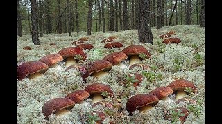 Как вырастить много белых грибов , в лесу засеваю белые грибы , результат просто радует , проверенн