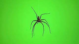 Spider? green screen