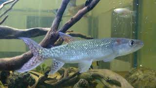 Hepsetus odoe (African Pike Characin)