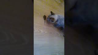 Кошки мышки