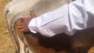 Multi Talented Farmer Nagaraju from Tumkur explaining about SULI  at Ghatti Cattle fair of young ox