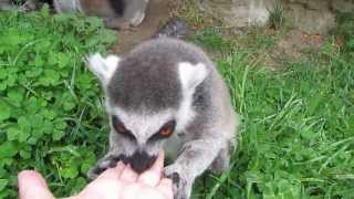 Lemur en Zoo Aquarium de Madrid