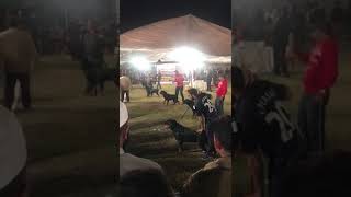 ROTTWEILER  show pakistan open class males