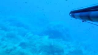 Spearfishing Malta - Dentex not enough approach