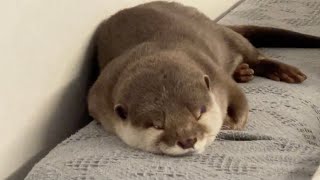 思わぬところから尻尾が生えてきたカワウソ otter tail that grew out of nowhere.
