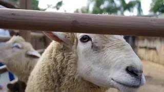 NX-M 17mm F1.8 OIS Prime Video Test