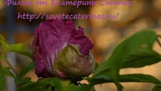 Пион древовидный, размножение
