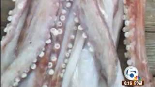 Giant squid found