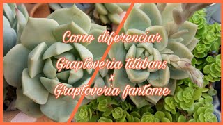 Como diferenciar Graptoveria #titubans e Graptoveria #fantome